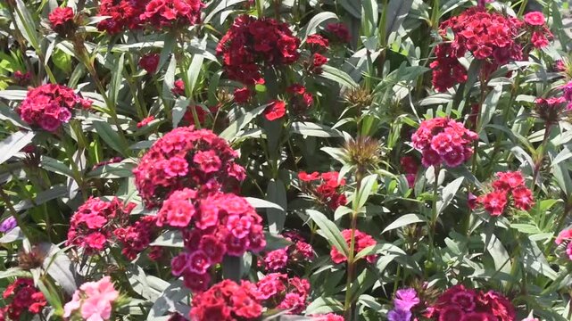 Dianthus barbatus sweet william flower blooming in outdoor garden.