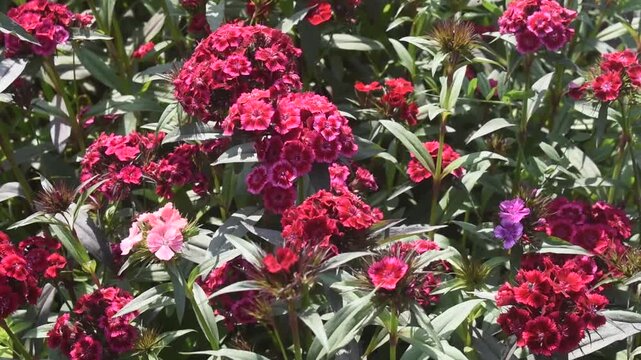 Dianthus barbatus sweet william flower with vivid natural blossoms.