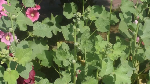 Hollyhocks alcea flower buds growing in natural garden sunlight.