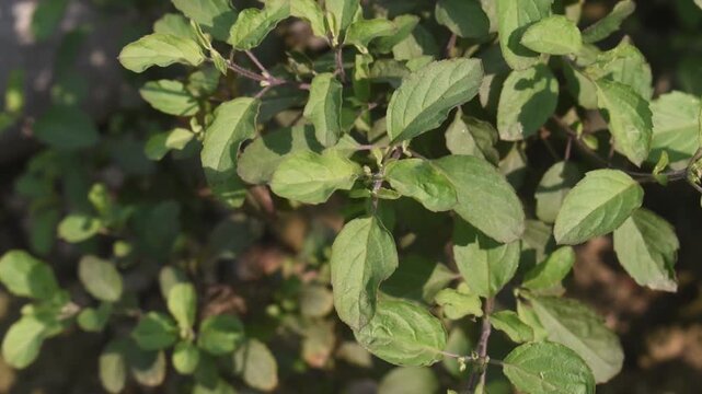 Ocimum tenuiflorum tulsi leaves growing fresh in garden sunlight.