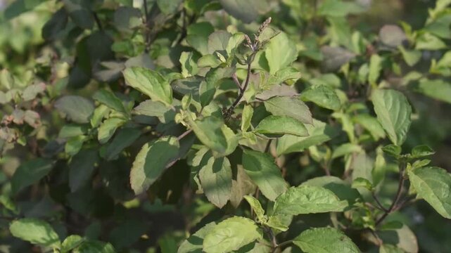 Ocimum tenuiflorum tulsi leaves with vibrant natural green texture.