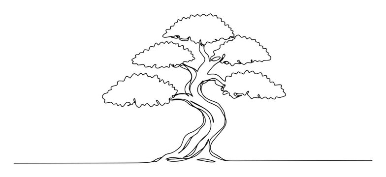 bonsai tree