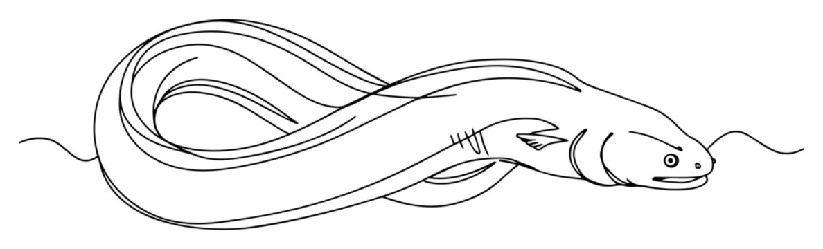 sea eel simple sketch monoline