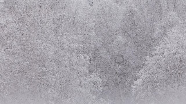 Slow panning shot of snow covered trees and frosty branches in winter woodland outdoors with gentle steady tracking across dense monochrome forest canopy.