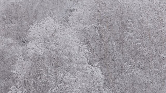 Slow motion snow covered birch trees swaying in winter woodland on hillside during light snowfall.