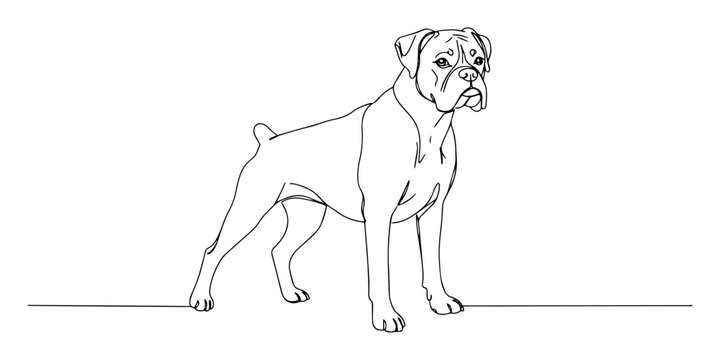 boxer dog line art vector illustration