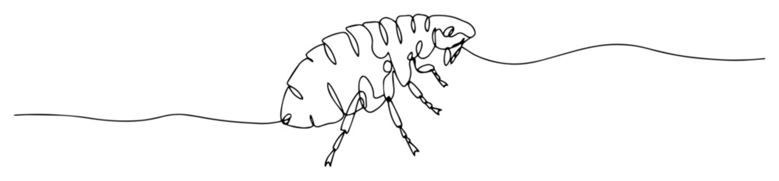 flea insect monoline vector