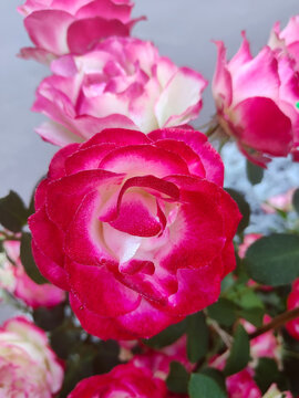 Garden Rose Flower, Variety Cherry Parfait oter Jubil&eacute; du Prince de Monaco