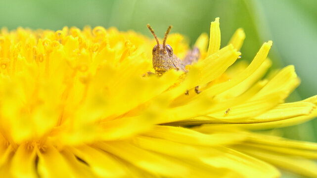 タンポポの花の上にいるバッタの幼虫のマクロ撮影  Macro shot of a grasshopper nymph on a dandelion flower
