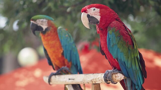 Colorful parrots in a tropical setting
