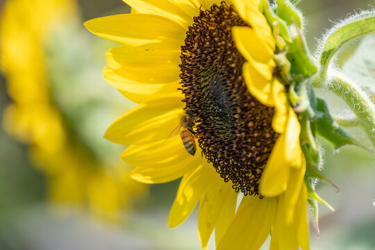 Sunflower blooming in summer sunlight with honeybee collecting nectar closeup