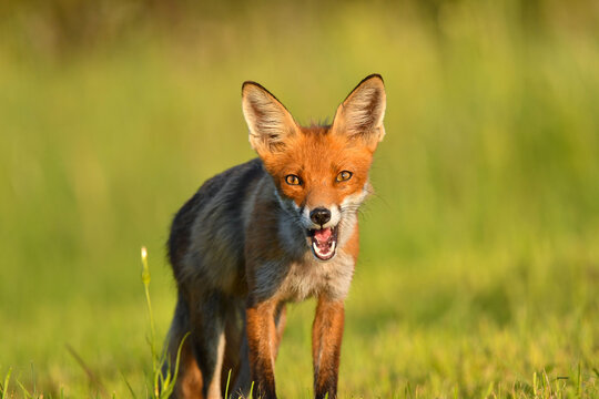 Frecher Fuchs