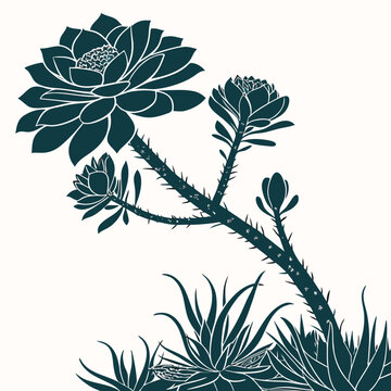 aeonium voodoo silhouette vector