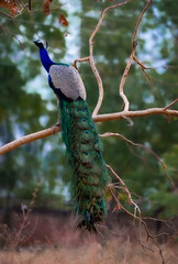 Naklejka premium A peacock's full body candid portrait 