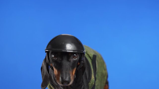 Black dachshund dog dressed as soldier in green camouflage tactical vest and black combat helmet with strap against bright blue background, costume scene