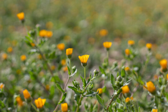 Calendula arvensis field marigold closed yellow flower at sunset garden bokeh