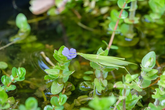 Green grasshopper resting on water bacopa purple flower blooming in summer pond