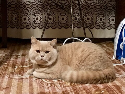 le chat