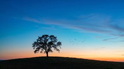 Fototapeta premium Lone Oak Tree Silhouetted Against a Vibrant Sunset Sky.