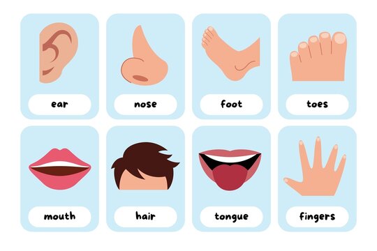 Illustrated human body parts set with ear nose foot toes mouth hair tongue fingers