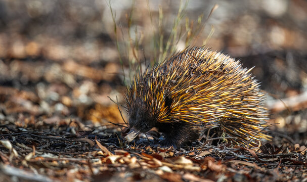 Wild short beaked Echidna or Spiny Anteater (Tachyglossus aculeatus) foraging for insects in the forest around Perth, Western Australia