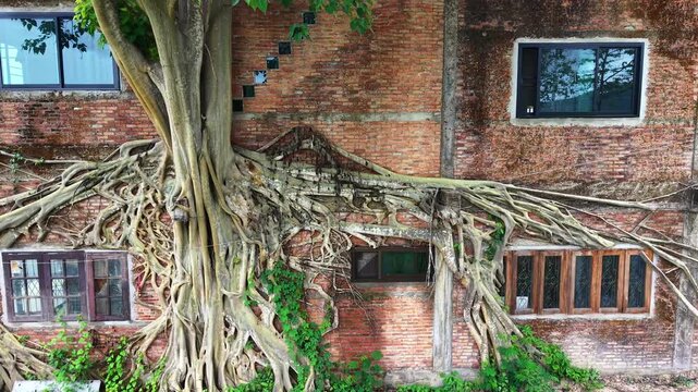 Stunning drone footage tracking back from a massive banyan tree with detailed roots overtaking an old red brick house facade Ancient nature reclaiming architecture under daylight in Thailand