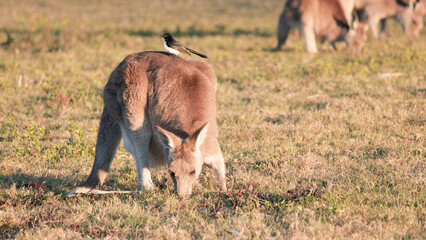 Kangaroo Grazing in Sunlit Field with Willie Wagtail Perched on Back © blueringmedia