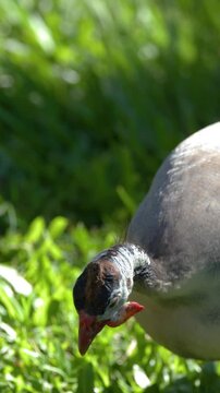 Helmeted Guineafowl Walking Through Green Grass in Bright Sunlight