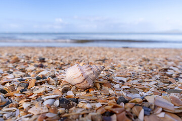 Close up of a shell on the beach © agcreationsnz