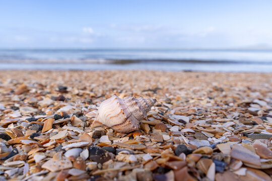 Close up of a shell on the beach
