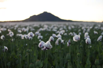 Fototapeten Mohnblumen White poppy field with mountain at sunset  © Viktoriia
