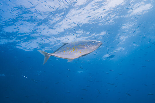 Trebally kingfish tuna catching and feeding in the blue sea