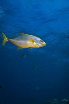Trebally kingfish tuna catching and feeding in the blue sea