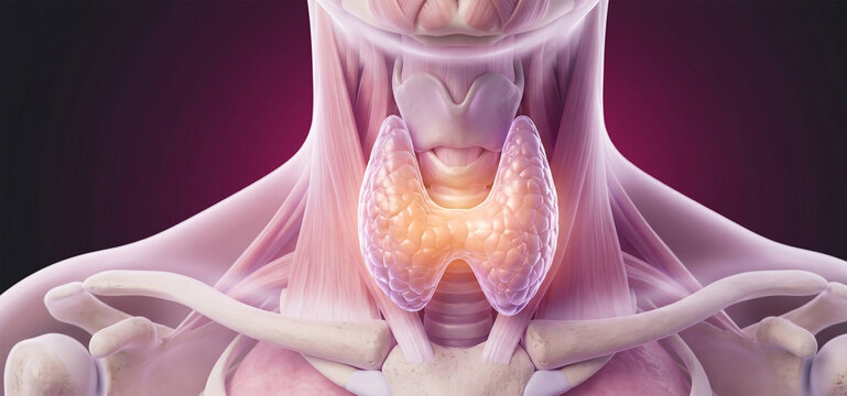 Thyroid Gland Anatomy, Human Neck Structure, Endocrine System Health, Hormonal Balance Science, Medical Biology Illustration, Internal Organ Function, Thyroid Disease Diagnosis
