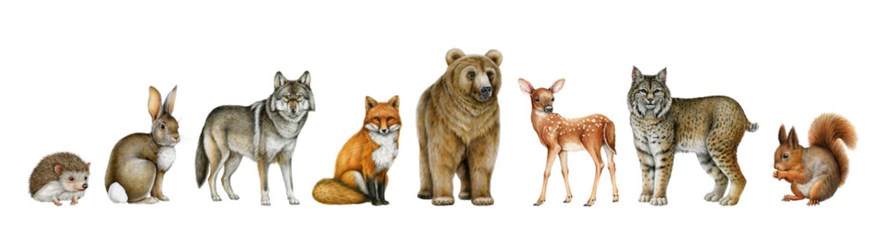 Forest animal png clipart watercolor illustration set with bear, wolf, fox, lynx, deer, rabbit, squirrel and hedgehog. Hand painted woodland wildlife mammals for nursery decor and children design