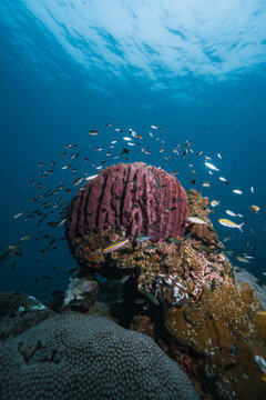 Healthy or not coral reef with fish bleaching coral white coral reef