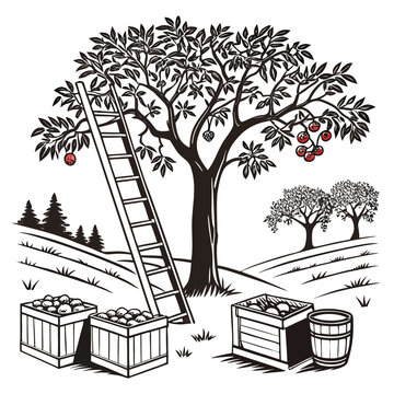 apple orchard scene with ladder and harvest black and white vector