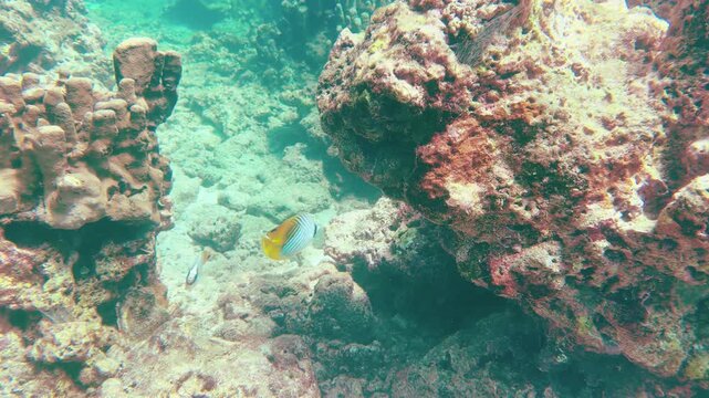 Threadfin Butterflyfish Swimming Over Tropical Coral Reef in Palau