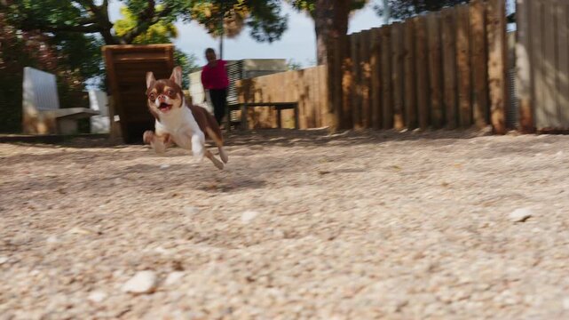 Low angle shot of an energetic chihuahua mix running fast towards camera in a sunny dog park. A young girl calls it from background. Fun, playful and happy pet video