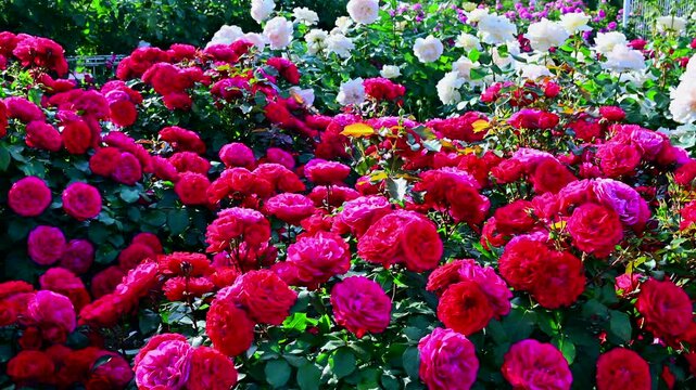 満開に咲いている薔薇の園