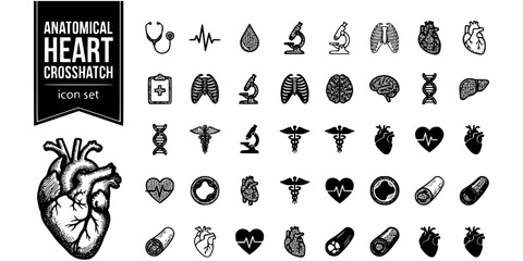 Fototapeta premium Anatomical Heart Crosshatch Black White-Vein Artery Detail-Medical Art Vector-Heart Icon Crosshatch-T-Shirt Print Design Set