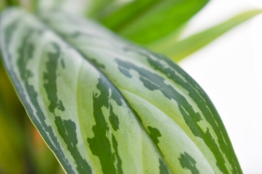 Macro close-up of a variegated Aglaonema commutatum leaf with an intricate natural pattern in various green tones, set against a blurred background of other green leaves