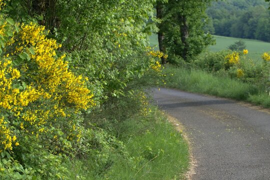 Blooming Broom Shrubs Along Country Lane, Geisbergsteig HP5 Spring