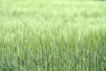 Fototapeta premium Close-Up of Young Green Barley Ears in Spring Field, Geisbergsteig HP5