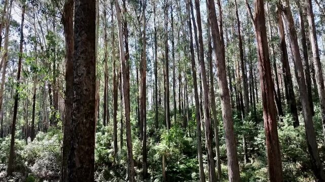 Cinematic 4K aerial footage of Rubicon Victoria Australia