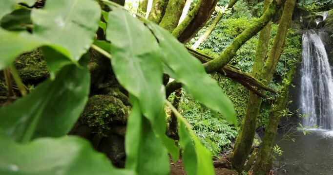 Salto do Prego waterfall is surrounded by lush green trees and a leafy plant
