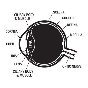Detailed anatomical diagram of the human eye showing internal structures and labeled parts for educational study in a vector style
