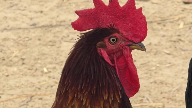 Rooster head close up with red comb, majestic male chicken on farm, domestic poultry bird profile in natural outdoor lighting