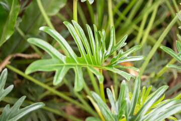 Green tropical foliage background with serrated leaves of exotic plant © Kwangmoozaa