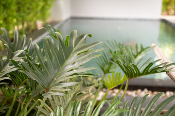 Green tropical foliage background with serrated leaves of exotic plant © Kwangmoozaa